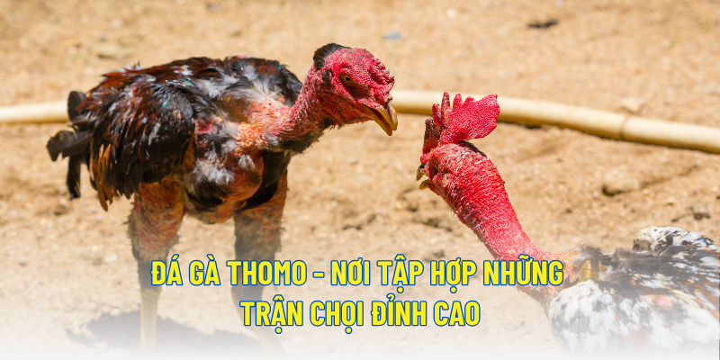 Đá gà Thomo - Nơi tập hợp những trận chọi đỉnh cao 1 Đá gà Thomo